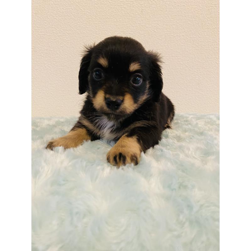 販売中の千葉県のミックス犬-449648の5枚目