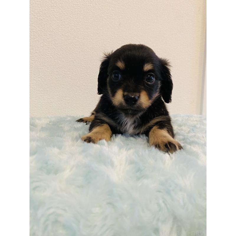 販売中の千葉県のミックス犬-449648の4枚目