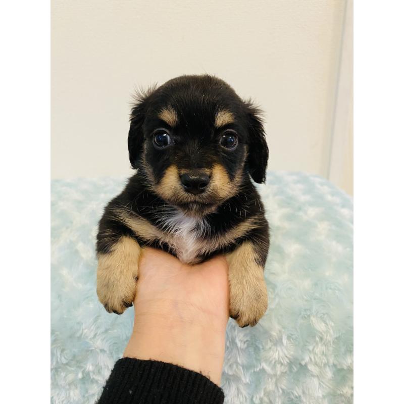 販売中の千葉県のミックス犬-449648の3枚目