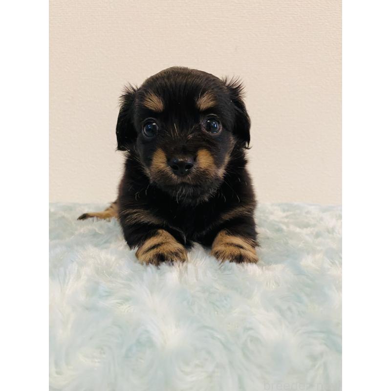 販売中の千葉県のミックス犬-449649