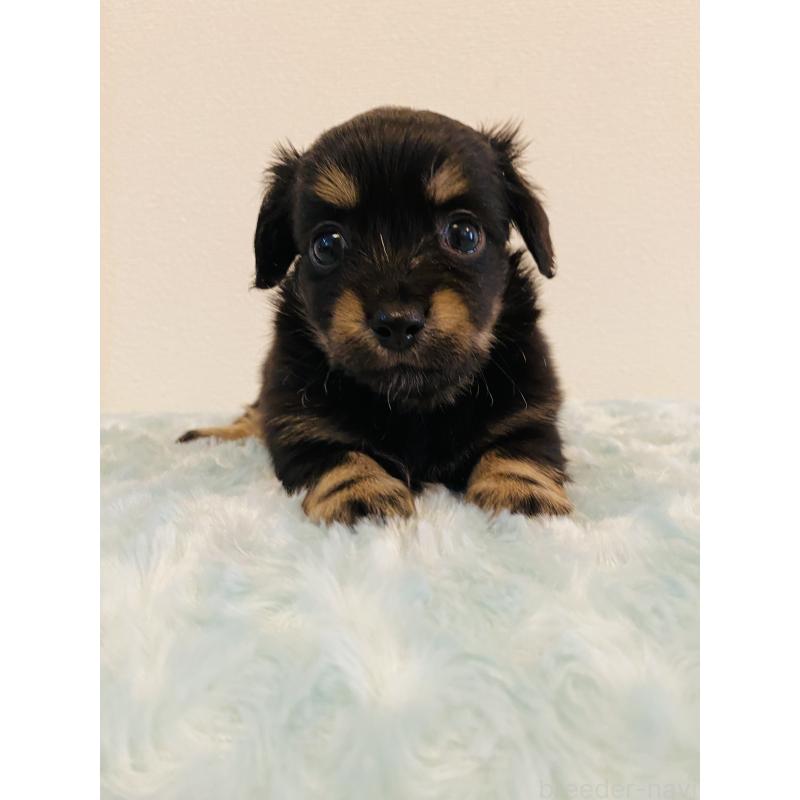 販売中の千葉県のミックス犬-449649の5枚目