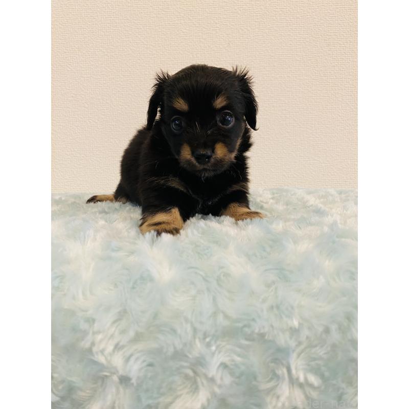 販売中の千葉県のミックス犬-449649の4枚目