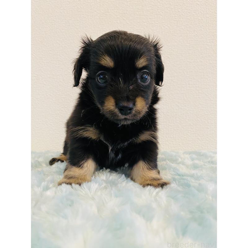 販売中の千葉県のミックス犬-449649の3枚目