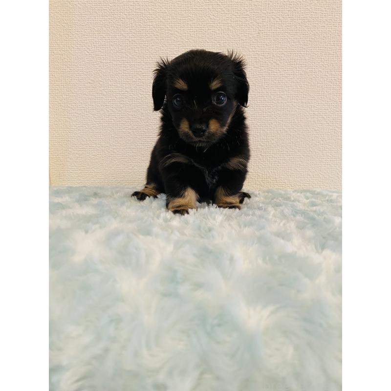 販売中の千葉県のミックス犬-449649の2枚目