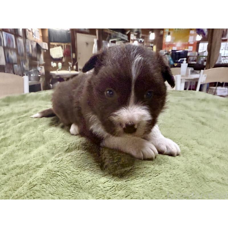 販売中の長野県のボーダーコリー-449652の6枚目