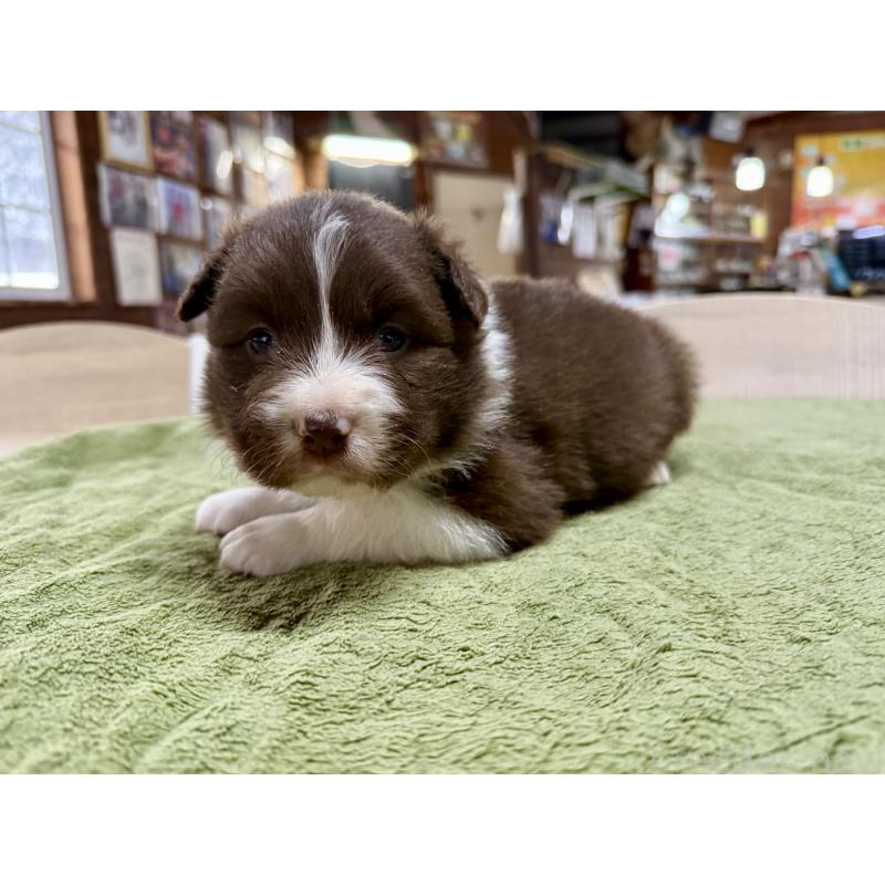 販売中の長野県のボーダーコリー-449652の5枚目