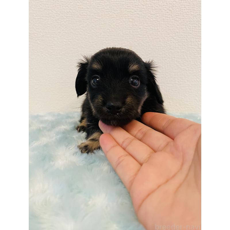 販売中の千葉県のミックス犬-449650の4枚目