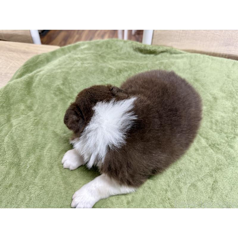 販売中の長野県のボーダーコリー-449652の4枚目