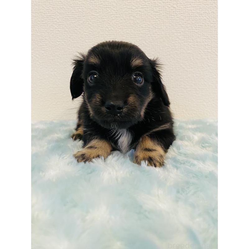 販売中の千葉県のミックス犬-449650