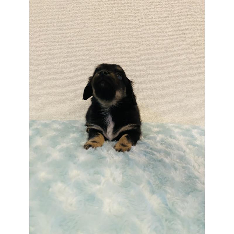 販売中の千葉県のミックス犬-449650の3枚目