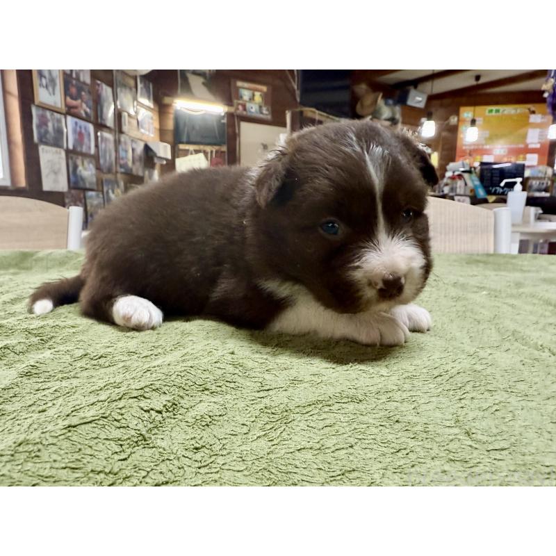 販売中の長野県のボーダーコリー-449652の3枚目