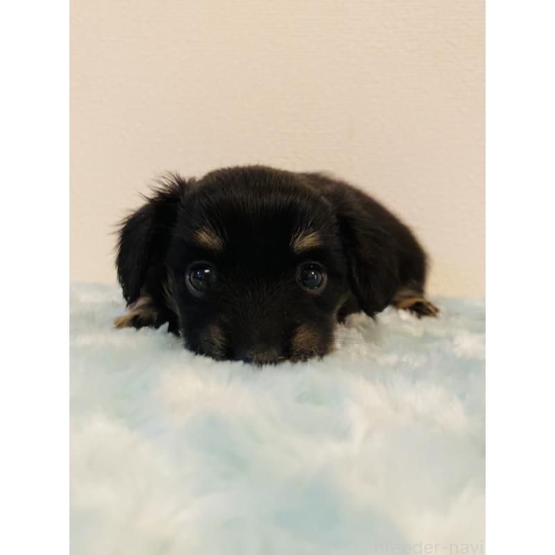 販売中の千葉県のミックス犬-449650の2枚目