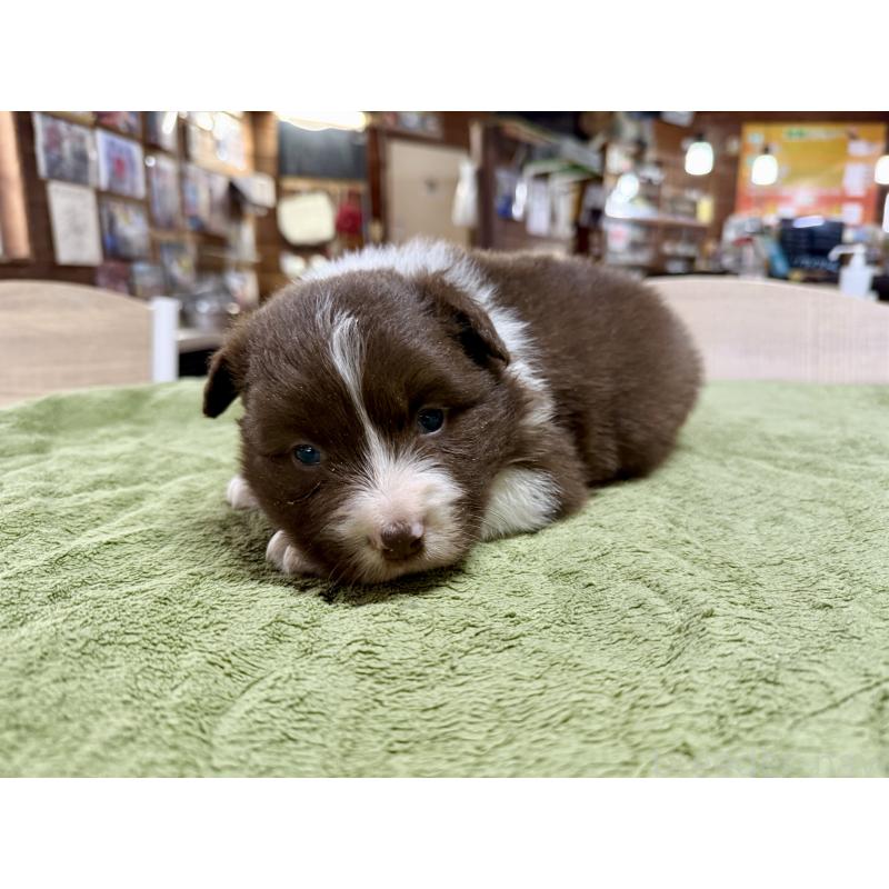 販売中の長野県のボーダーコリー-449652の2枚目