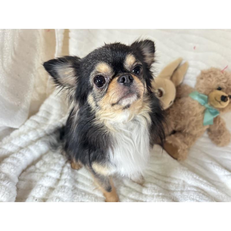 販売中の京都府のチワワ(ロングコート)-449651の1枚目