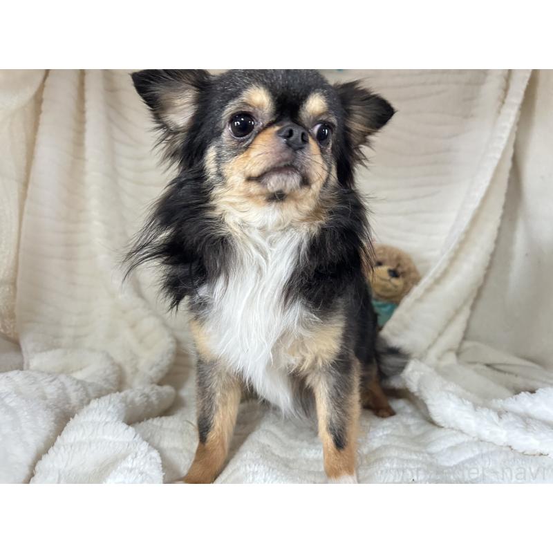 販売中の京都府のチワワ(ロングコート)-449651の6枚目