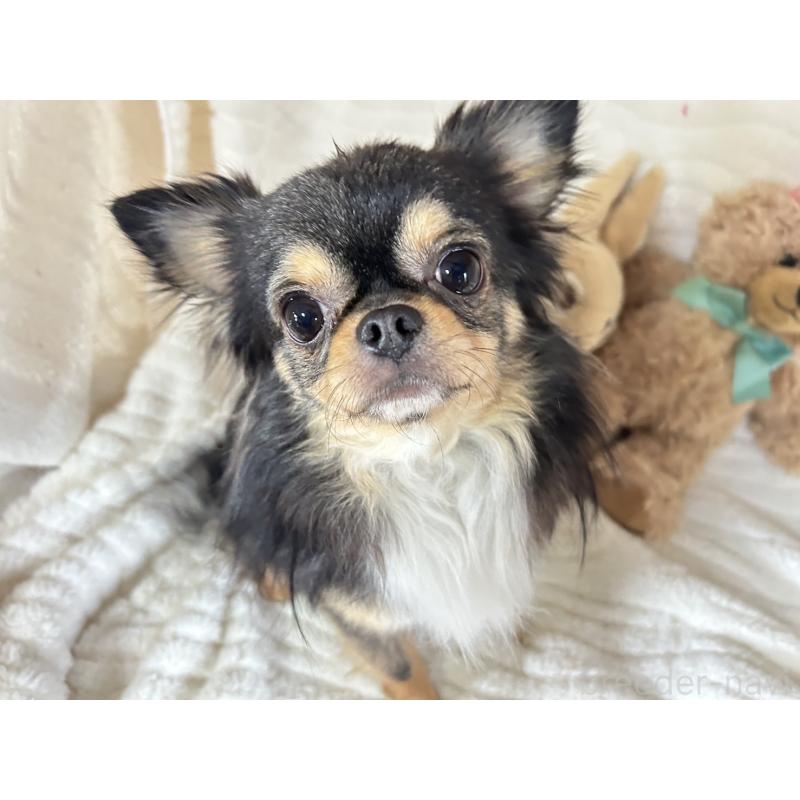 販売中の京都府のチワワ(ロングコート)-449651の5枚目