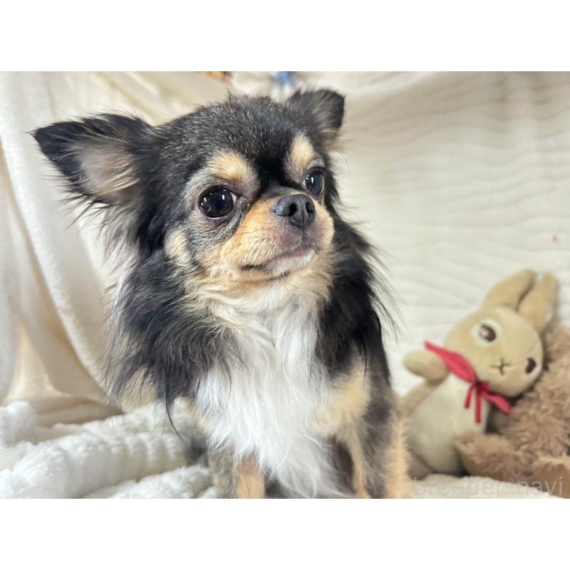 販売中の京都府のチワワ(ロングコート)-449651の3枚目