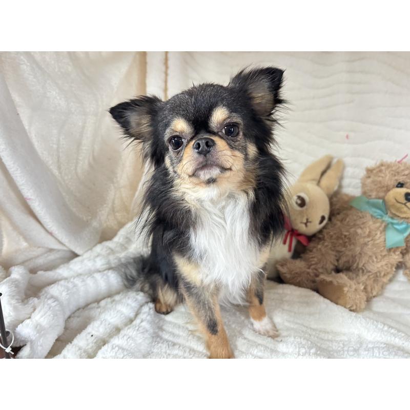 販売中の京都府のチワワ(ロングコート)-449651の2枚目