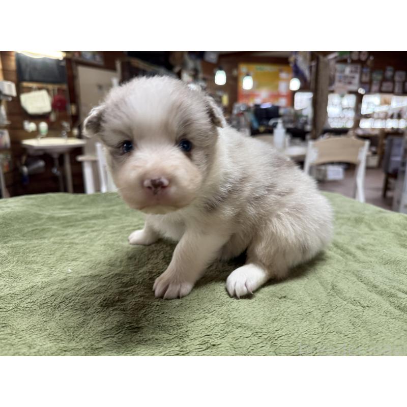 販売中の長野県のボーダーコリー-449653の6枚目