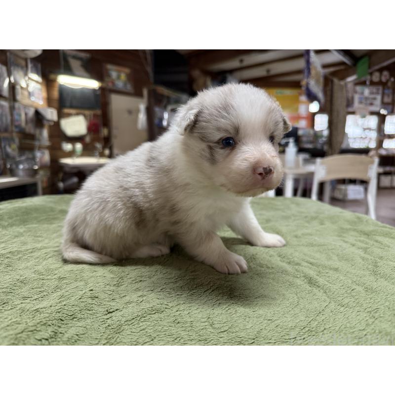 販売中の長野県のボーダーコリー-449653の5枚目