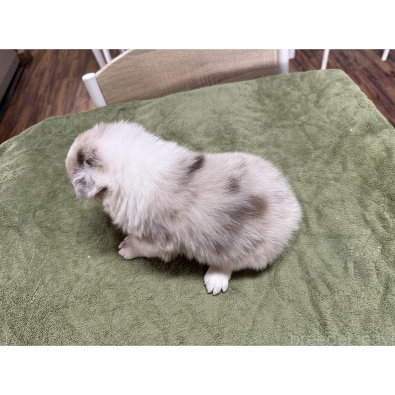 販売中の長野県のボーダーコリー-449653の4枚目