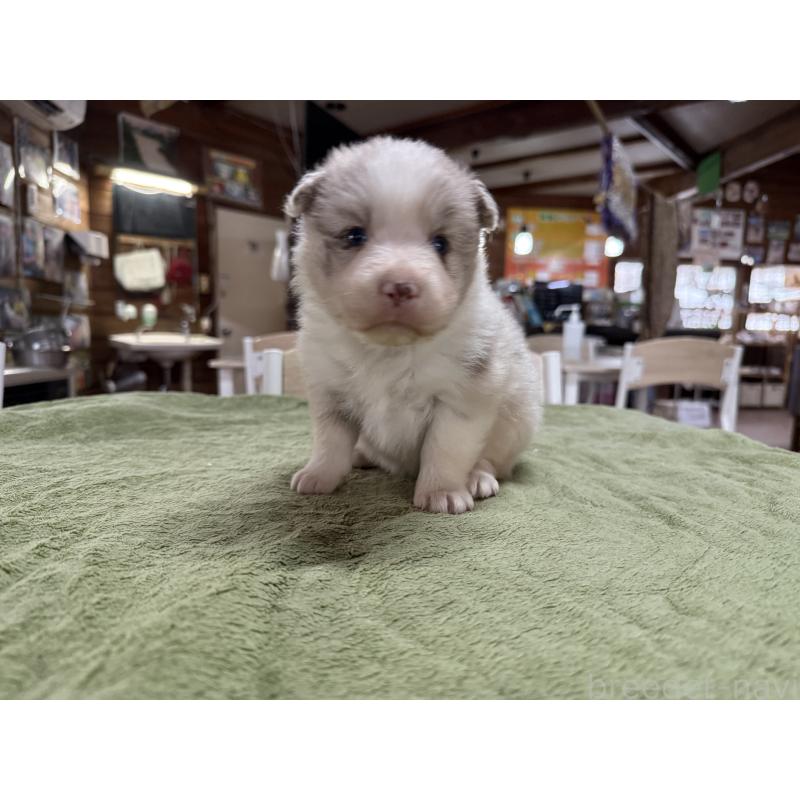 販売中の長野県のボーダーコリー-449653の3枚目