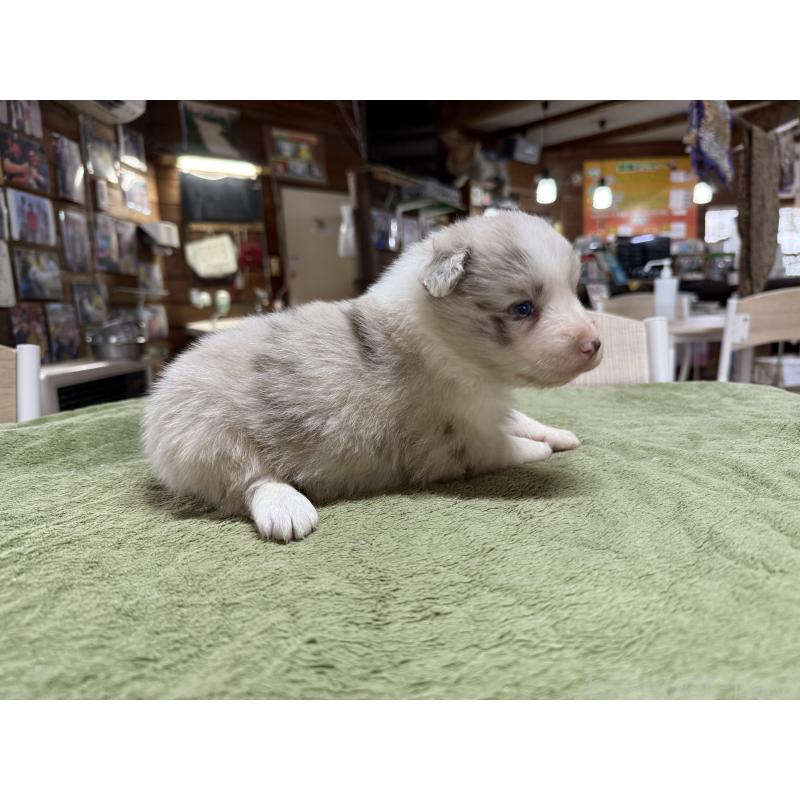 販売中の長野県のボーダーコリー-449653の2枚目