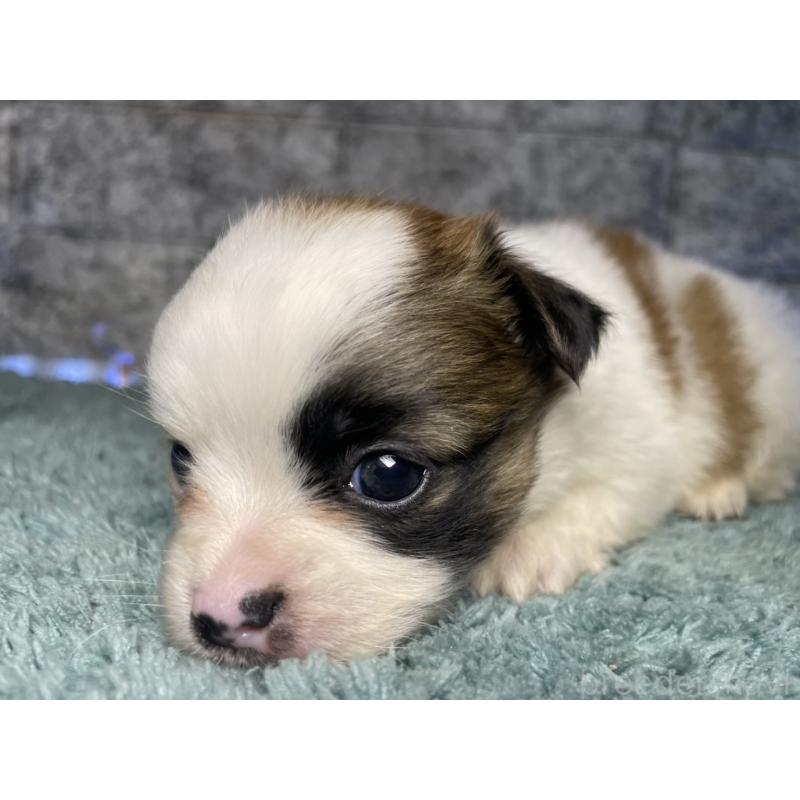 販売中の千葉県のチワズー:チワワ×シーズー-449655の1枚目