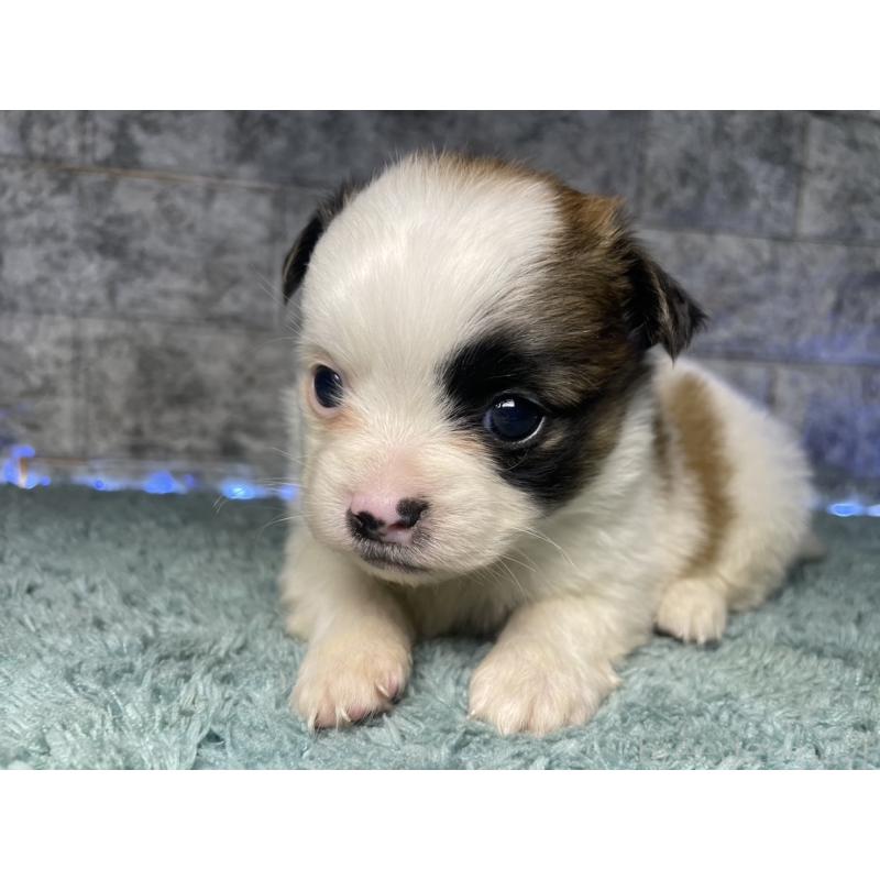 販売中の千葉県のチワズー:チワワ×シーズー-449655の5枚目