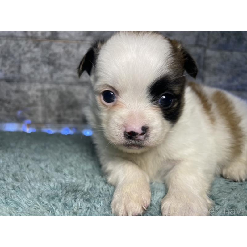 販売中の千葉県のチワズー:チワワ×シーズー-449655の4枚目