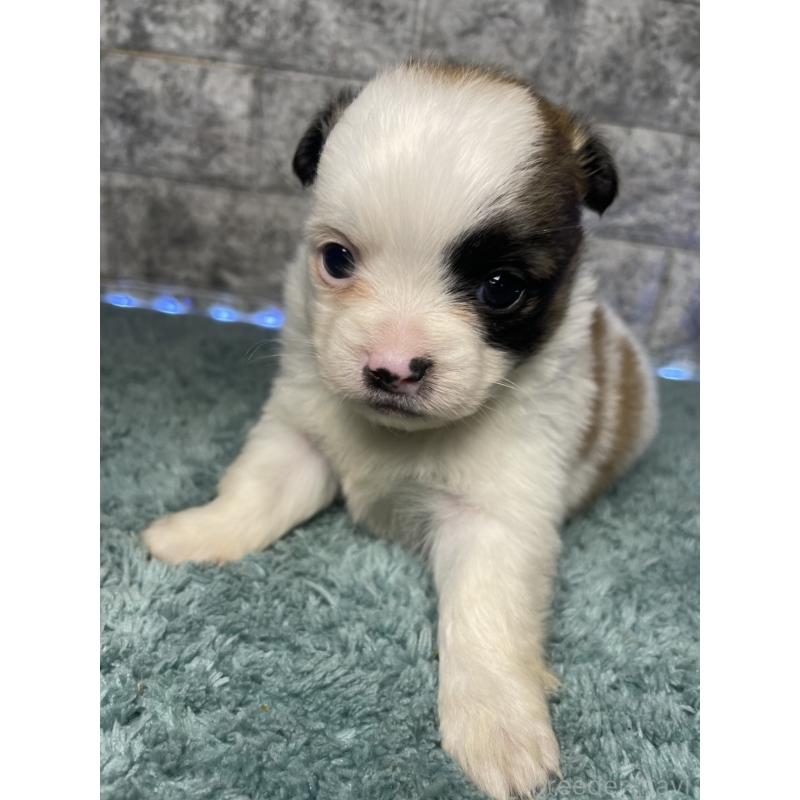 販売中の千葉県のチワズー:チワワ×シーズー-449655の3枚目