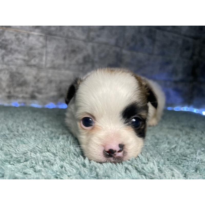 販売中の千葉県のチワズー:チワワ×シーズー-449655の2枚目