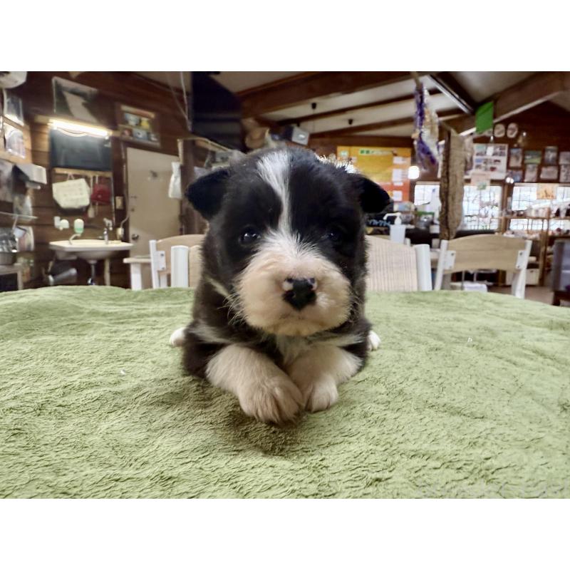 販売中の長野県のボーダーコリー-449654の5枚目