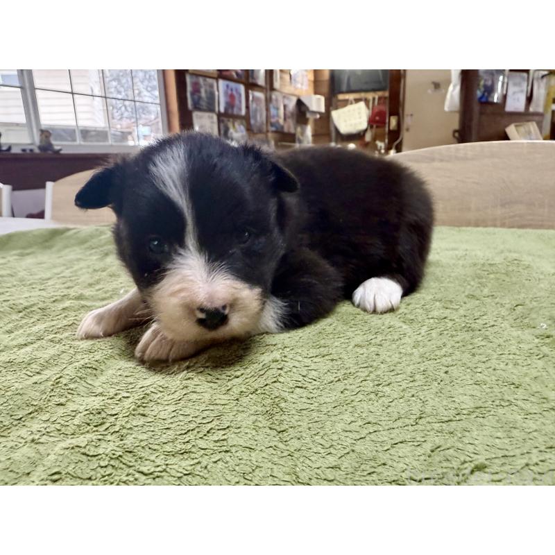 販売中の長野県のボーダーコリー-449654の3枚目