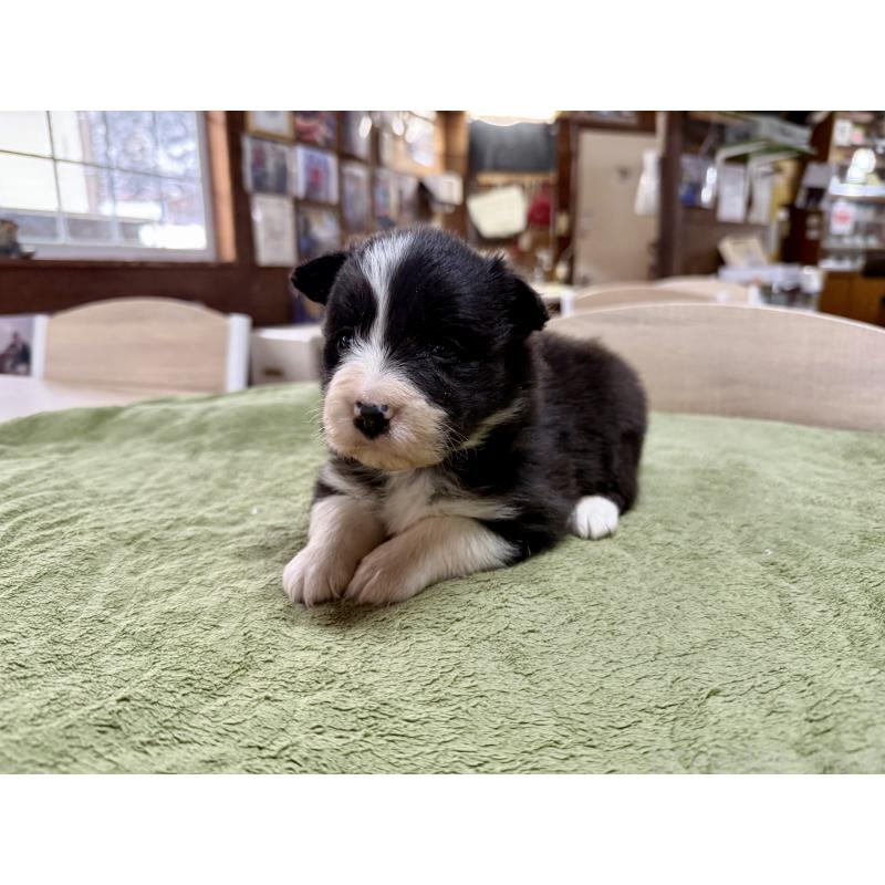 販売中の長野県のボーダーコリー-449654の2枚目