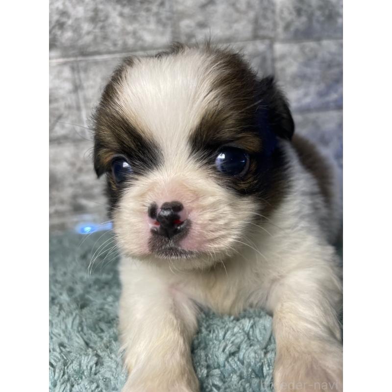 販売中の千葉県のチワズー:チワワ×シーズー-449657