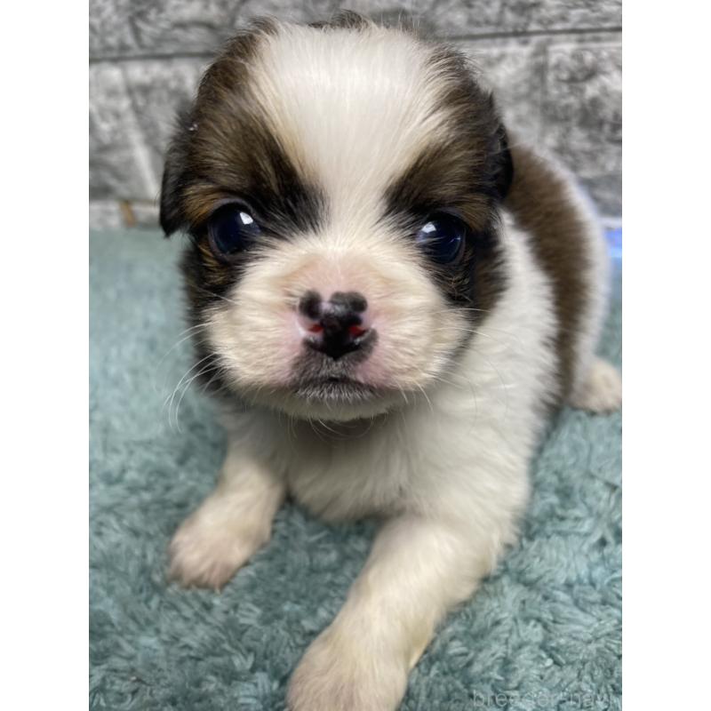 販売中の千葉県のチワズー:チワワ×シーズー-449657の4枚目