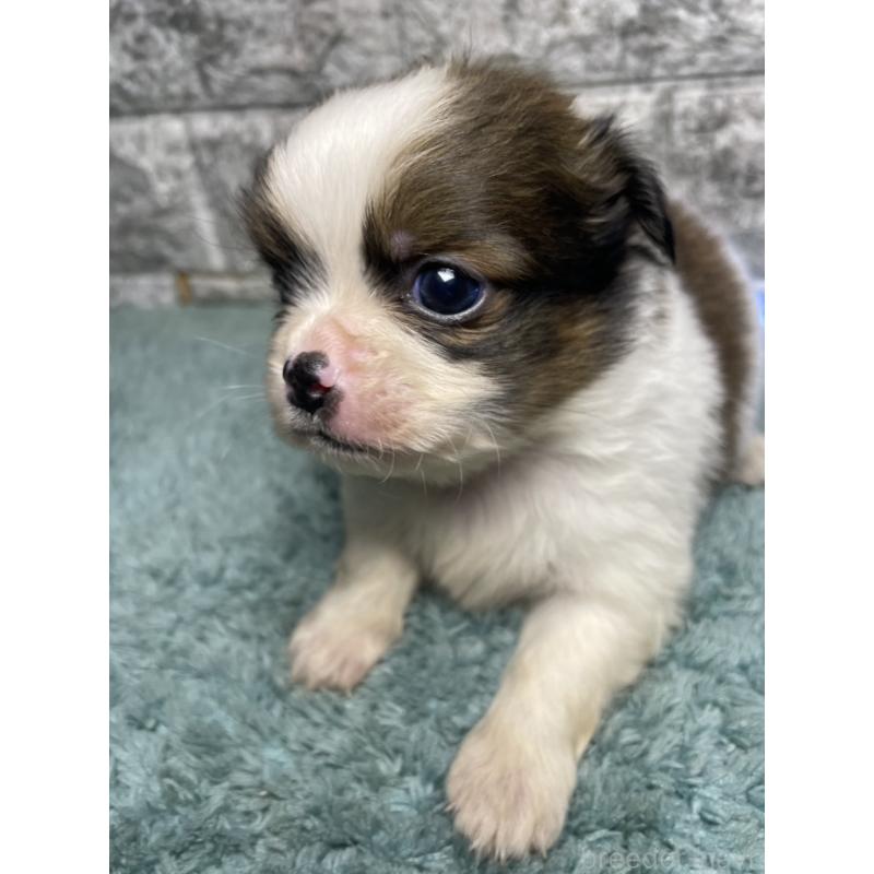 販売中の千葉県のチワズー:チワワ×シーズー-449657の3枚目