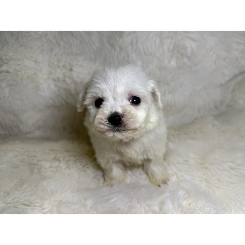 販売中の福岡県のビションフリーゼ-449656の3枚目