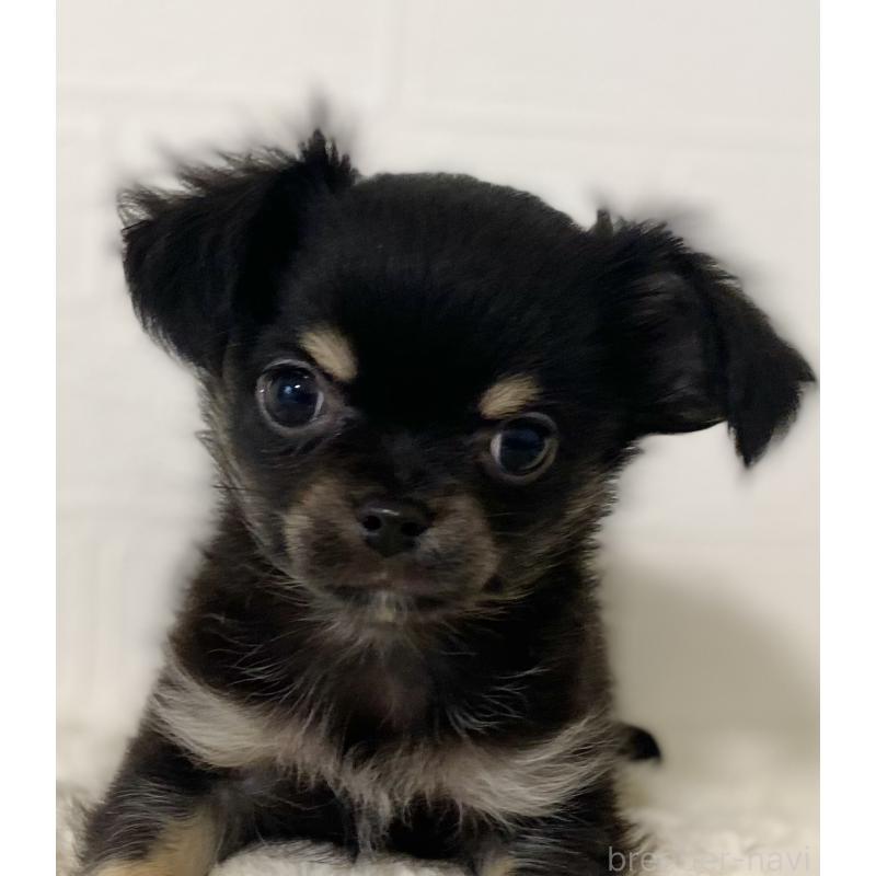 販売中の静岡県のチワワ(ロングコート)-449659の6枚目