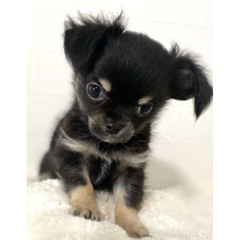 販売中の静岡県のチワワ(ロングコート)-449659の4枚目