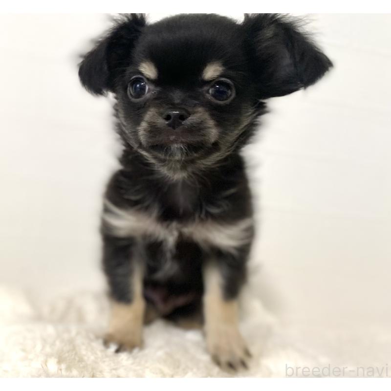 販売中の静岡県のチワワ(ロングコート)-449659の3枚目