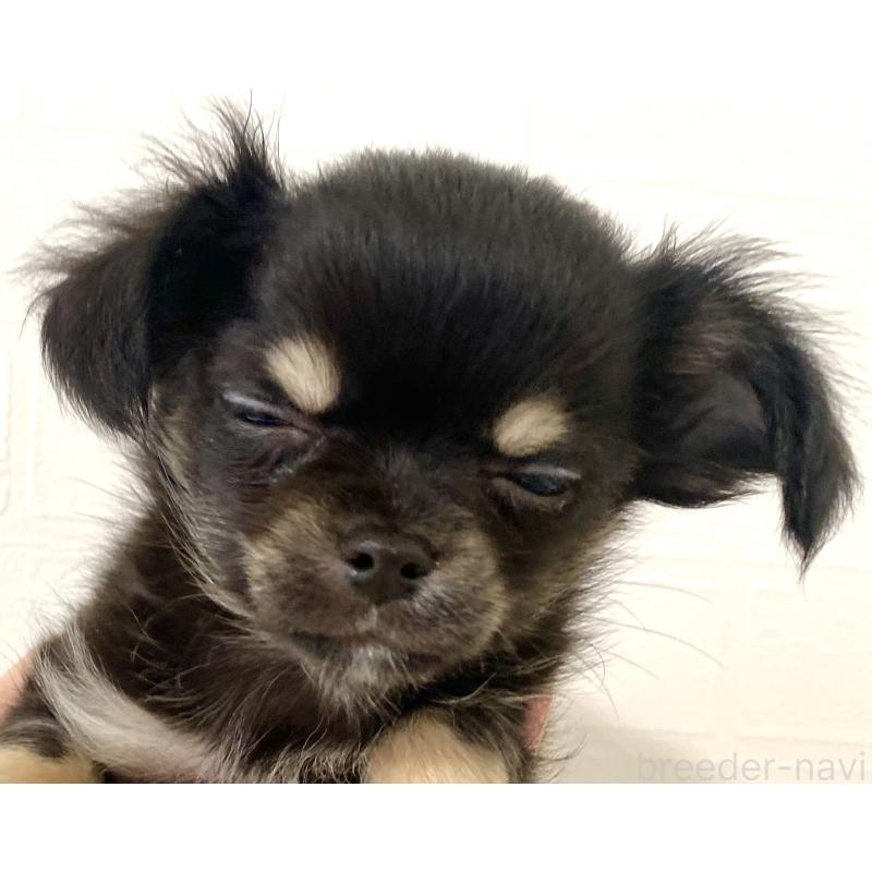 販売中の静岡県のチワワ(ロングコート)-449659の2枚目