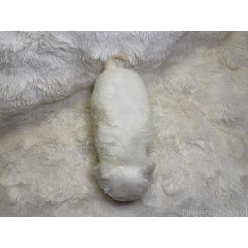 販売中の福岡県のビションフリーゼ-449658の4枚目