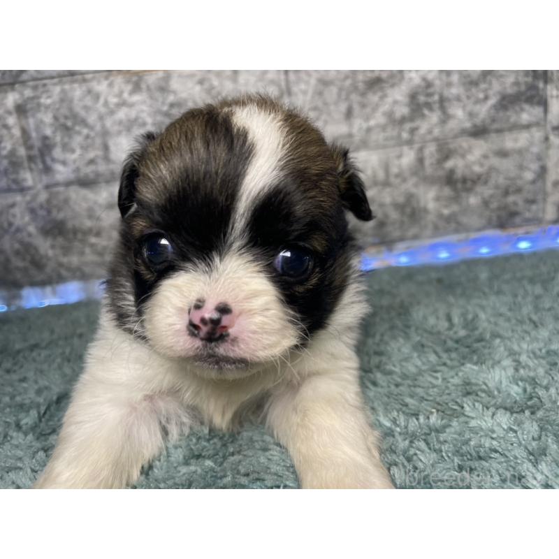 販売中の千葉県のチワズー:チワワ×シーズー-449661