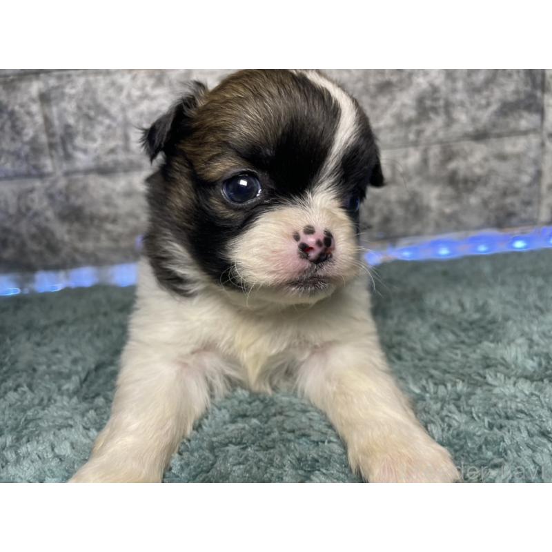 販売中の千葉県のチワズー:チワワ×シーズー-449661の5枚目