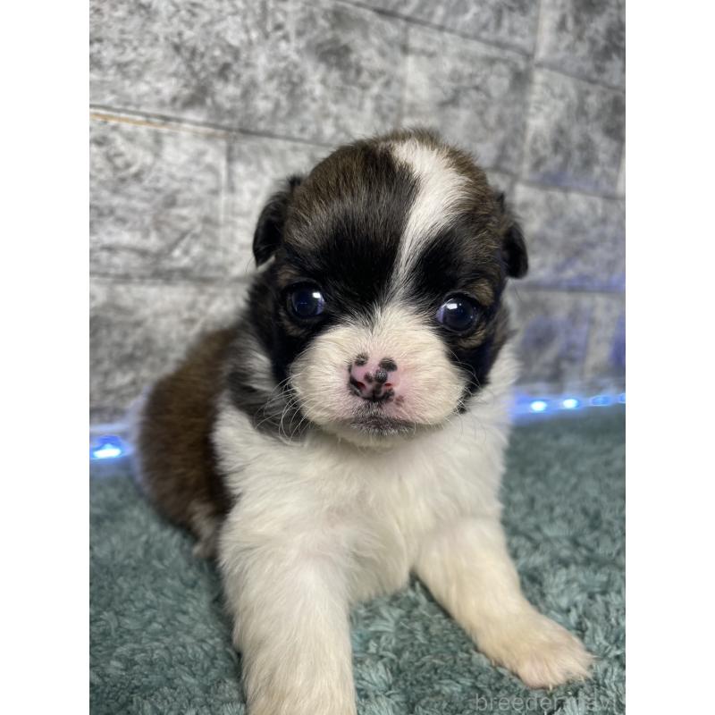 販売中の千葉県のチワズー:チワワ×シーズー-449661の4枚目