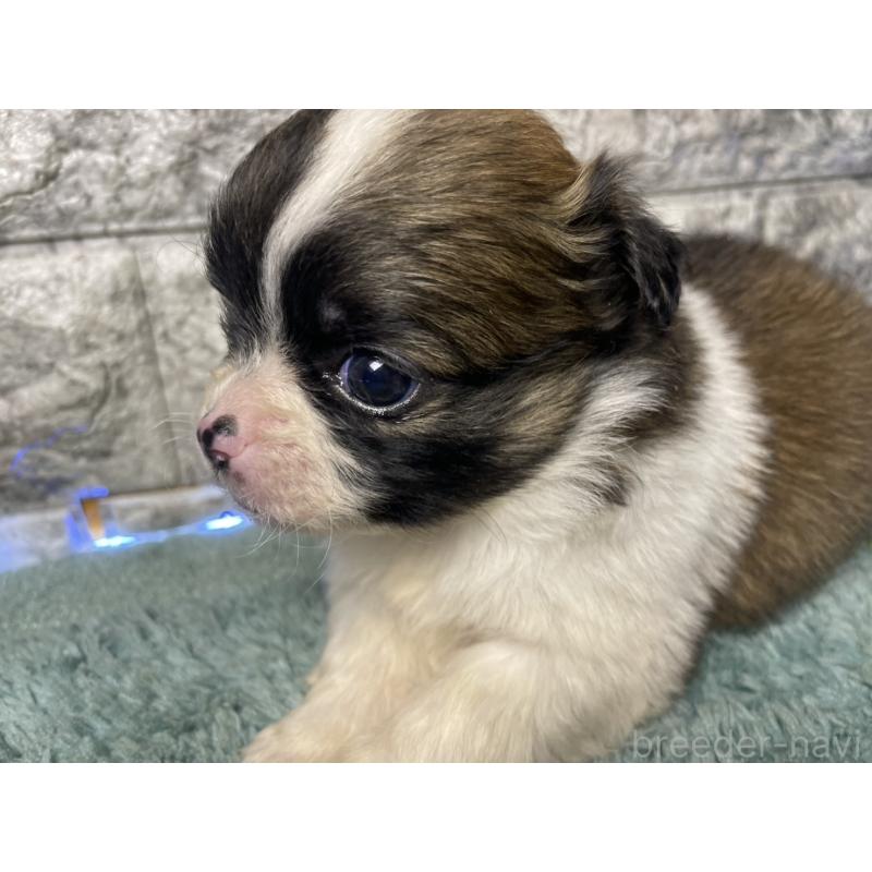 販売中の千葉県のチワズー:チワワ×シーズー-449661の3枚目