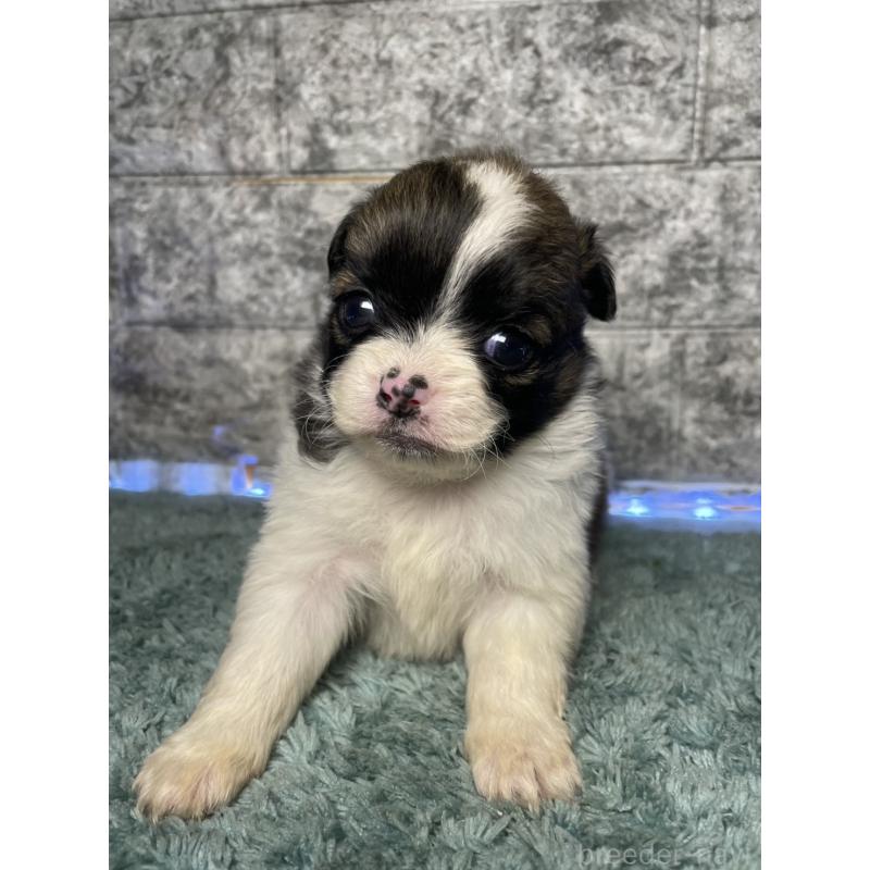 販売中の千葉県のチワズー:チワワ×シーズー-449661の2枚目