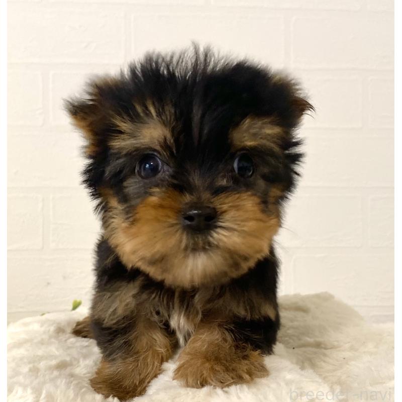 販売中の静岡県のヨークシャーテリア-449662の5枚目